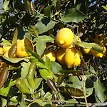 לינה וארוחת בוקר Terra Marique